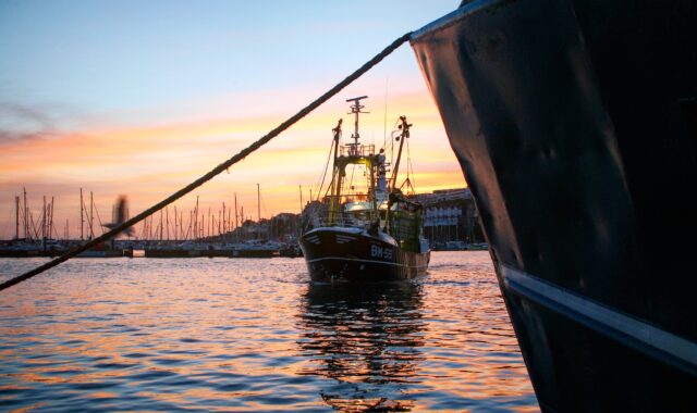 Country Creatures Supplier Series: Brixham Seafish