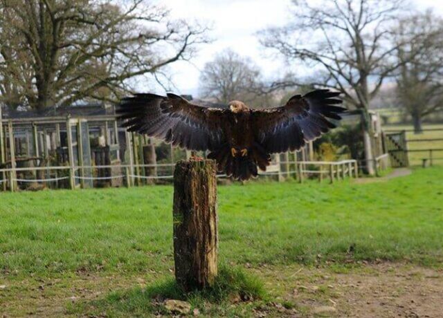 Cotswolds Falconry Centre