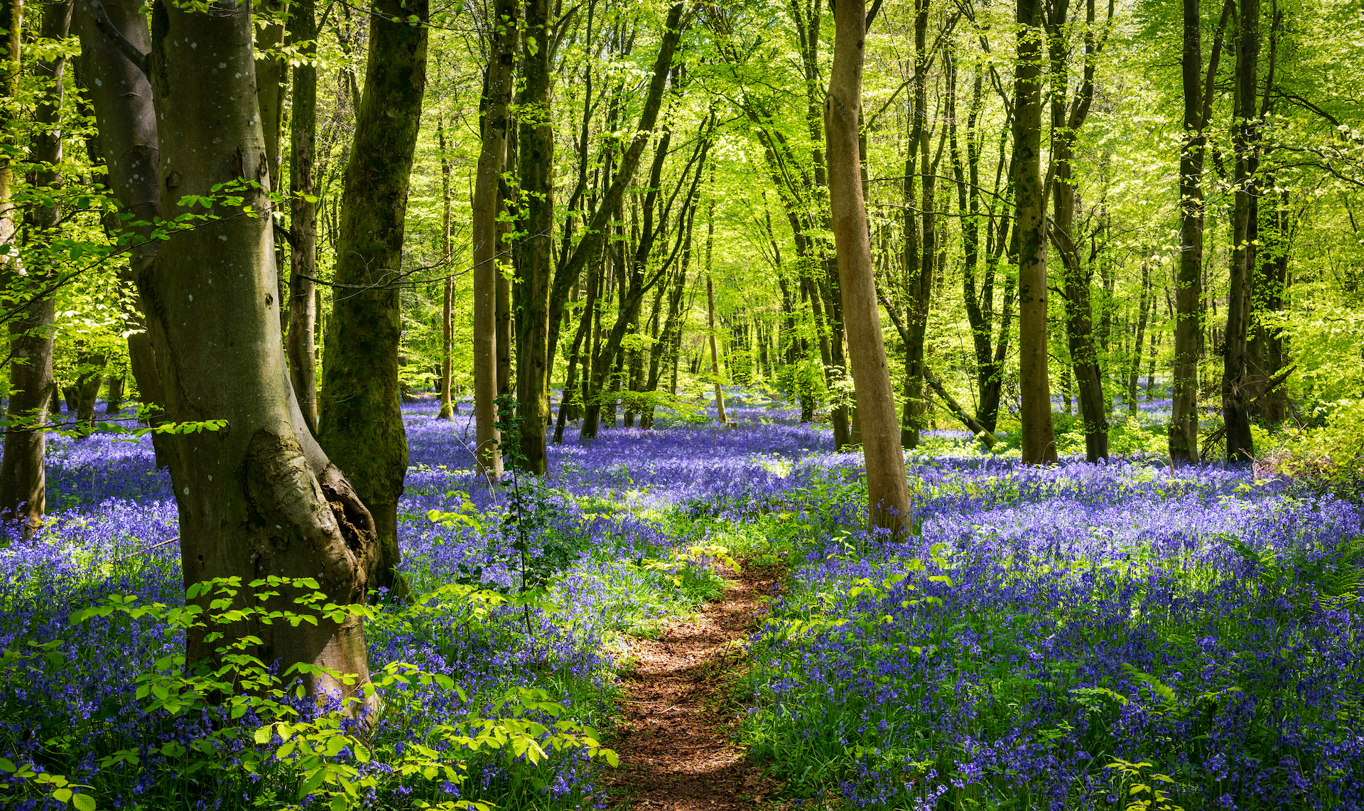 Cotsowld Spring There's lots to do this Spring in the Cotswolds | Country Creatures